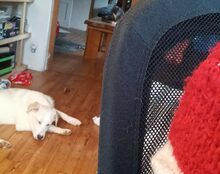 LOTUS, Hund, Mischlingshund in Nördlingen - Bild 3