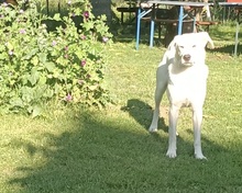 LOTUS, Hund, Mischlingshund in Nördlingen - Bild 5