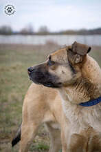 KRISZ, Hund, Mischlingshund in Ungarn - Bild 2