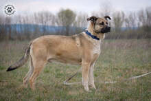 KRISZ, Hund, Mischlingshund in Ungarn - Bild 3