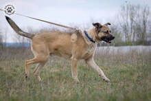 KRISZ, Hund, Mischlingshund in Ungarn - Bild 4