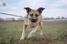 KRISZ, Hund, Mischlingshund in Ungarn - Bild 5