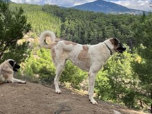 MOGLI, Hund, Mischlingshund in Türkei - Bild 3