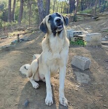 MOGLI, Hund, Mischlingshund in Türkei - Bild 4