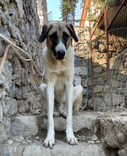 MOGLI, Hund, Mischlingshund in Türkei - Bild 5