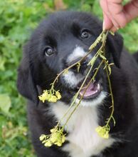 AMAYA, Hund, Mischlingshund in Griechenland - Bild 8