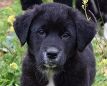 SCHWARZWEISS, Hund, Mischlingshund in Griechenland - Bild 1