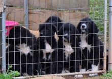 SCHWARZWEISS, Hund, Mischlingshund in Griechenland - Bild 7