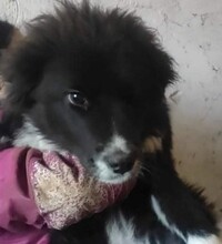 BOJANA, Hund, Mischlingshund in Bulgarien - Bild 1