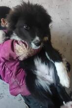 BOJANA, Hund, Mischlingshund in Bulgarien - Bild 2