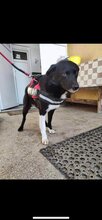 TIMBA, Hund, Mischlingshund in Rumänien - Bild 3