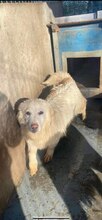 WHITEY, Hund, Mischlingshund in Rumänien - Bild 1