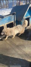 WHITEY, Hund, Mischlingshund in Rumänien - Bild 3