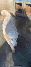 WHITEY, Hund, Mischlingshund in Rumänien - Bild 4
