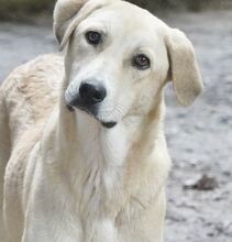 GWEN, Hund, Mischlingshund in Griechenland - Bild 1