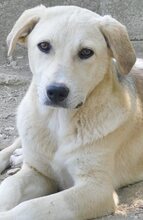 GWEN, Hund, Mischlingshund in Griechenland - Bild 16