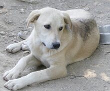 GWEN, Hund, Mischlingshund in Griechenland - Bild 17