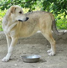 GWEN, Hund, Mischlingshund in Griechenland - Bild 18