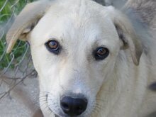 GWEN, Hund, Mischlingshund in Griechenland - Bild 20