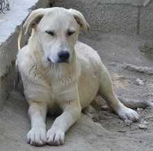 GWEN, Hund, Mischlingshund in Griechenland - Bild 22