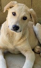 GWEN, Hund, Mischlingshund in Griechenland - Bild 23