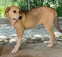 GWEN, Hund, Mischlingshund in Griechenland - Bild 24