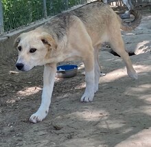GWEN, Hund, Mischlingshund in Griechenland - Bild 26
