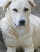GWEN, Hund, Mischlingshund in Griechenland - Bild 3