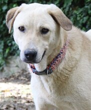 GWEN, Hund, Mischlingshund in Griechenland - Bild 5
