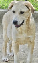 GWEN, Hund, Mischlingshund in Griechenland - Bild 8