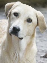 GWEN, Hund, Mischlingshund in Griechenland - Bild 9