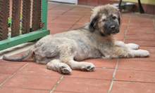 CHERUBINO, Hund, Kaukasischer Schäferhund-Mix in Italien - Bild 15