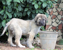 CHERUBINO, Hund, Kaukasischer Schäferhund-Mix in Italien - Bild 16