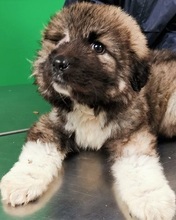CHERUBINO, Hund, Kaukasischer Schäferhund-Mix in Italien - Bild 17