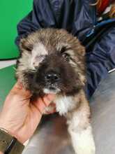 CHERUBINO, Hund, Kaukasischer Schäferhund-Mix in Italien - Bild 18
