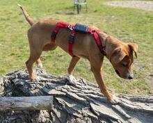 GEORGETTE, Hund, Mischlingshund in Trier - Bild 2