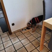 TANISHA, Hund, Schnauzer-Terrier-Mix in Horhausen - Bild 19