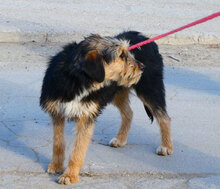 TANISHA, Hund, Schnauzer-Terrier-Mix in Horhausen - Bild 7