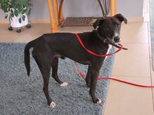 ZOZO, Hund, Whippet-Mix in Ungarn - Bild 5