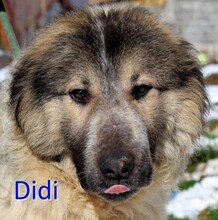 DIDI, Hund, Mischlingshund in Bosnien und Herzegowina - Bild 1