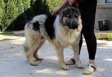 DIDI, Hund, Mischlingshund in Bosnien und Herzegowina - Bild 3
