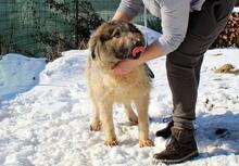 DIDI, Hund, Mischlingshund in Bosnien und Herzegowina - Bild 4