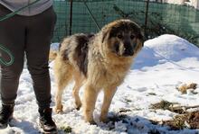 DIDI, Hund, Mischlingshund in Bosnien und Herzegowina - Bild 6