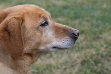 RIKI, Hund, Mischlingshund in Kroatien - Bild 1