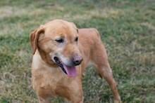 RIKI, Hund, Mischlingshund in Kroatien - Bild 2