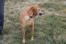 RIKI, Hund, Mischlingshund in Kroatien - Bild 4