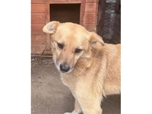 CLUMSY, Hund, Mischlingshund in Rumänien - Bild 1