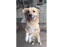 CLUMSY, Hund, Mischlingshund in Rumänien - Bild 2