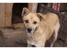 CLUMSY, Hund, Mischlingshund in Rumänien - Bild 3