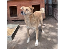 CLUMSY, Hund, Mischlingshund in Rumänien - Bild 5